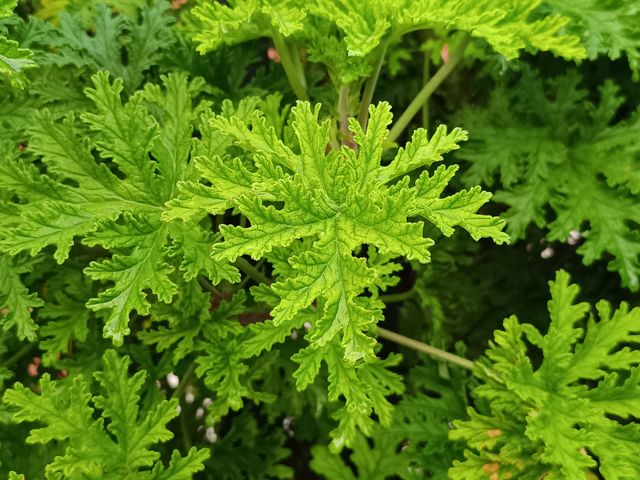 Pierzaste liście pelargonii pachnącej