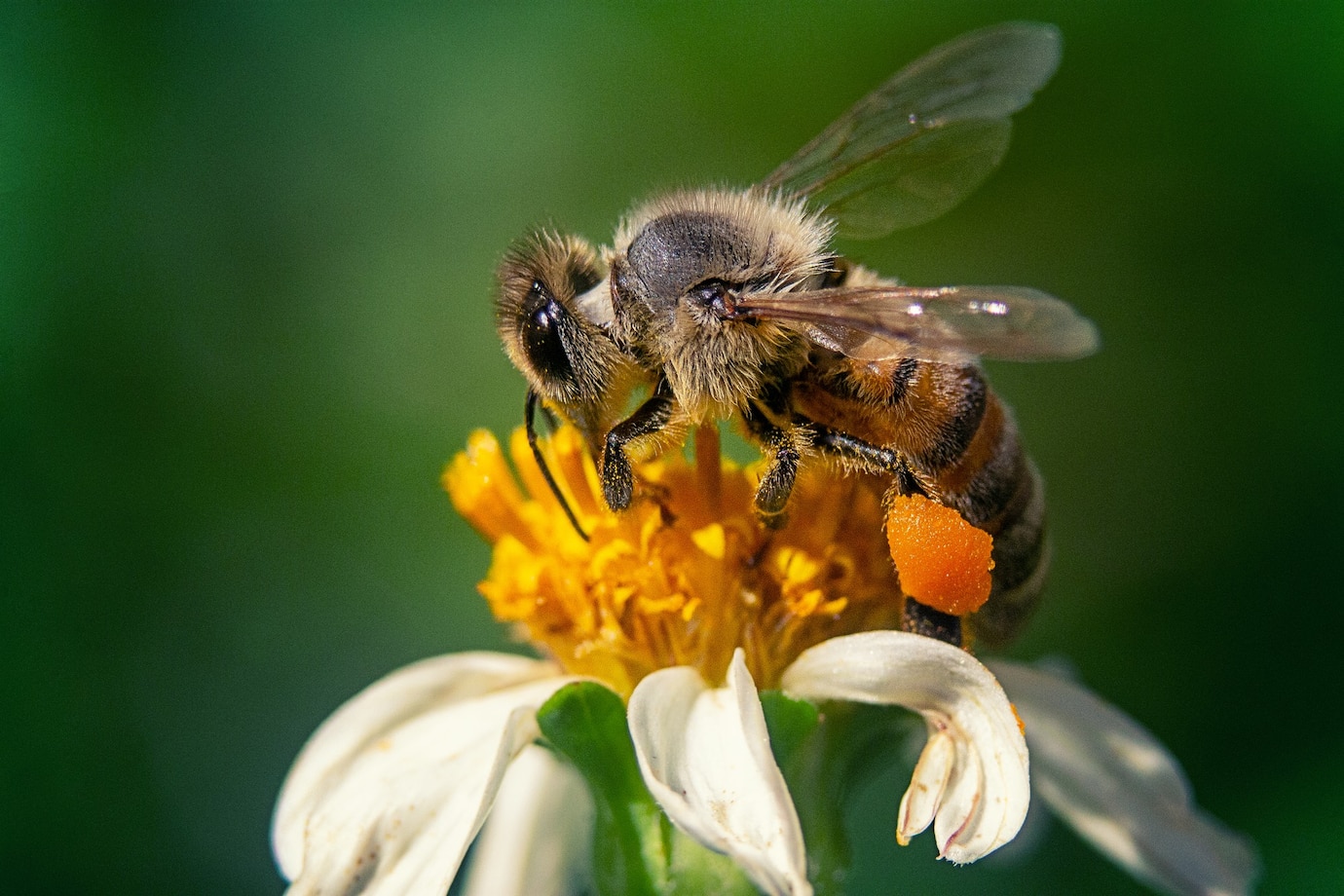 strzal zblizenie pszczoly na kwiat rumianku 181624 31930