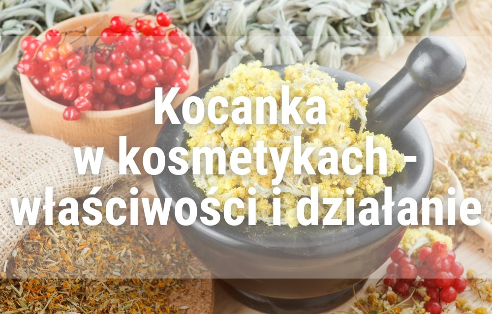 jakie są właściwości kocanki